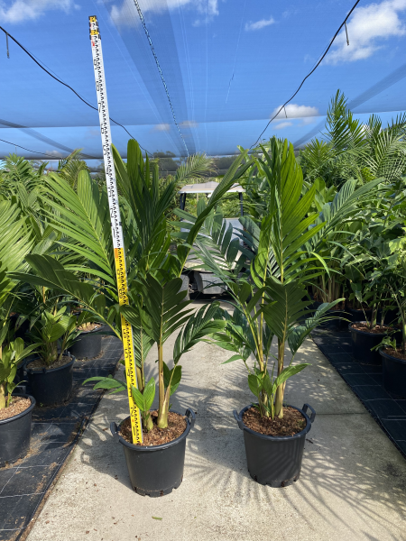 Pinanga coronata - Ivory Cane Palm