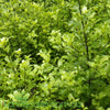 Pittosporum Tasman Ruffles is a Native to New Zealand. An evergreen shrub that has jade green foliage with pretty, ruffled edges.  one of its main features is the dark reddish black stems that highlights against its beautiful foliage, has an overall compact growth habit.   A tidy, low maintenance variety predominantly used for hedging as it is easy to clip and maintain, but with the ability to grow to 3 metres tall, it also makes a great screen.