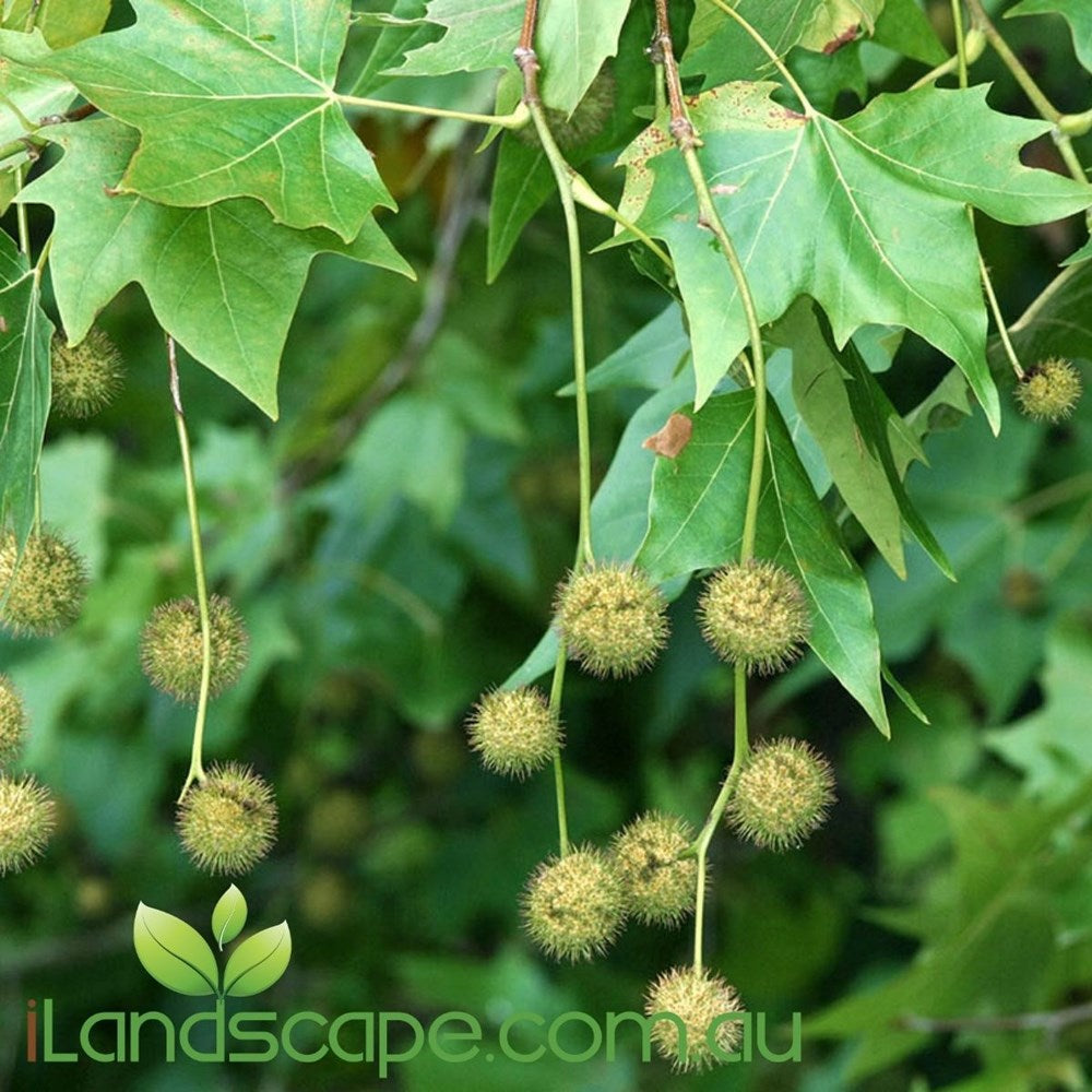 Platanus x acerifolia Bloodgood - London Plane tree