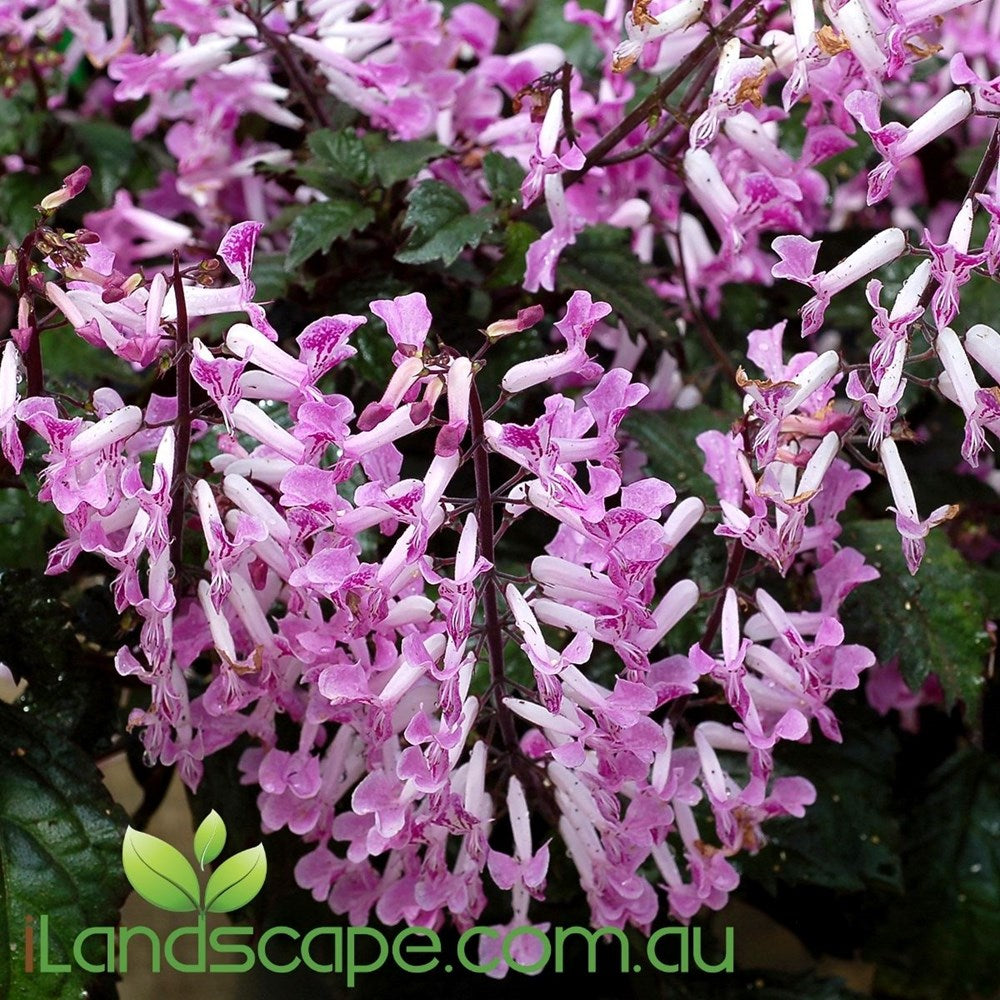 Plectranthus