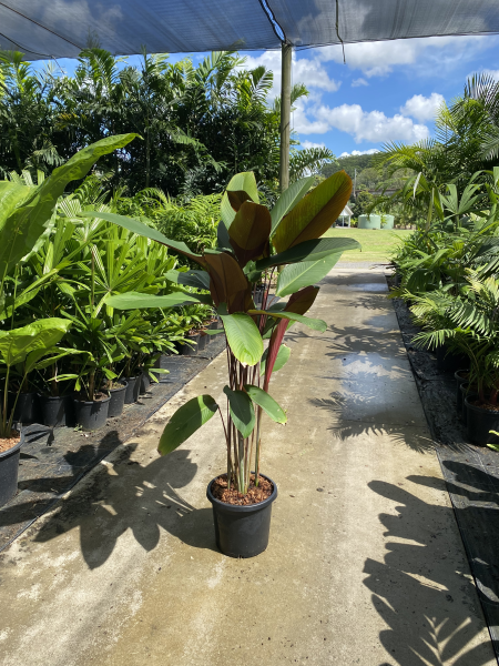 Pleiostachya pruinosa Calathea Wheat