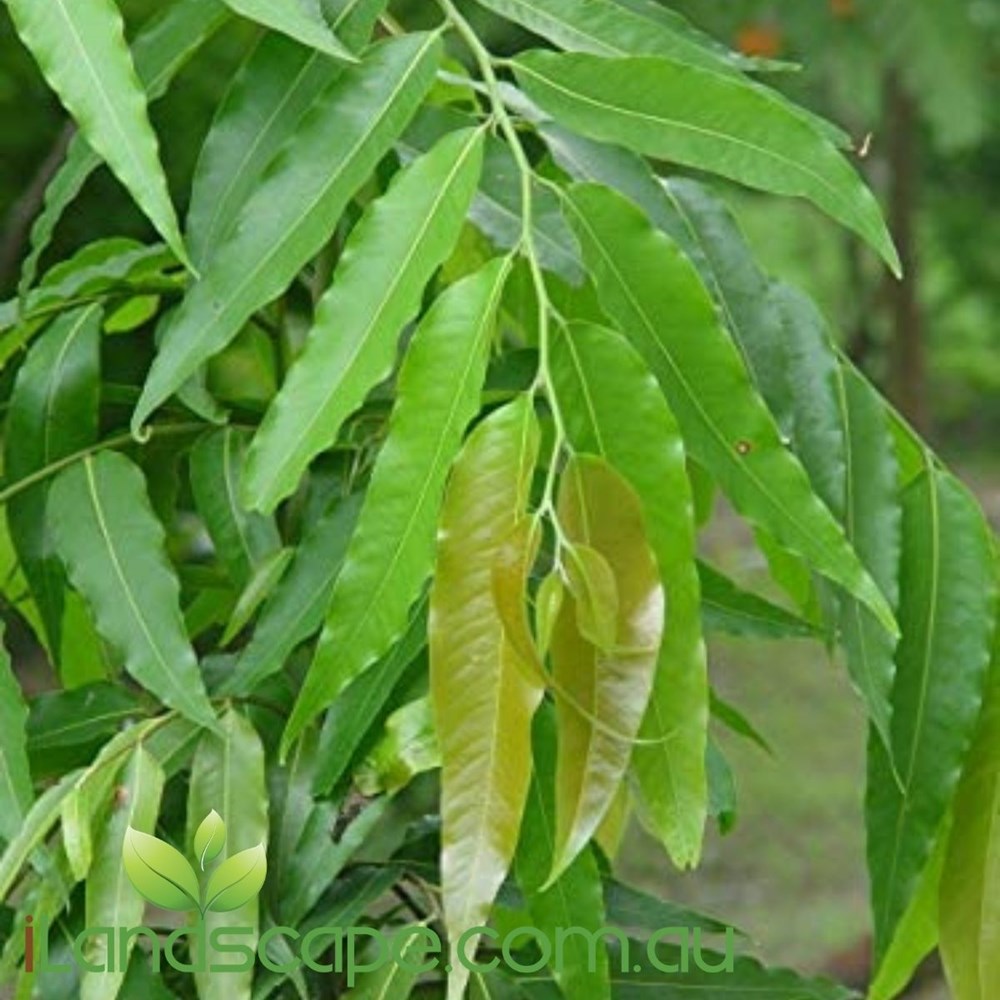 Polyalthia longifolia Pendula (Indian Mast Tree) – iLandscape