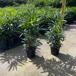 Rhapis Palm - Lady Palm