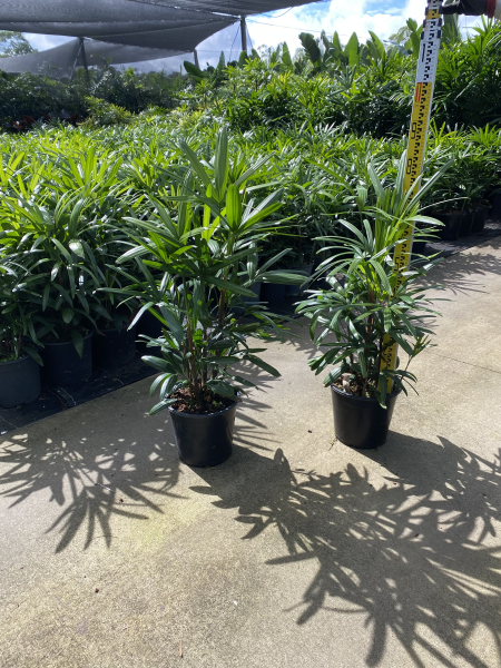 Rhapis Palm - Lady Palm