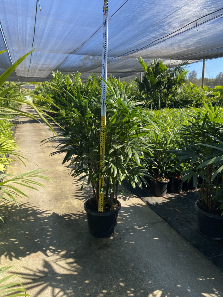 Rhapis Palm - Lady Palm