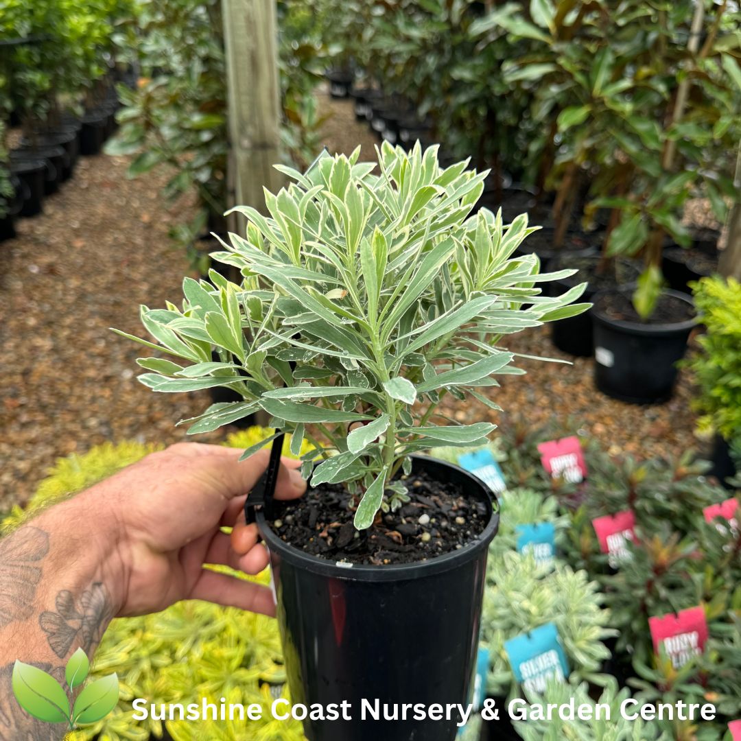 Euphorbia characias Silver Swan