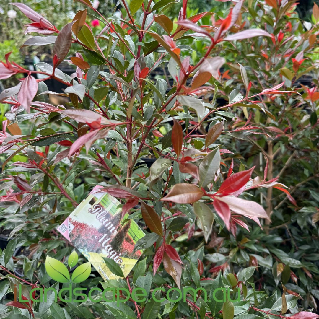 Syzygium Plum Magic