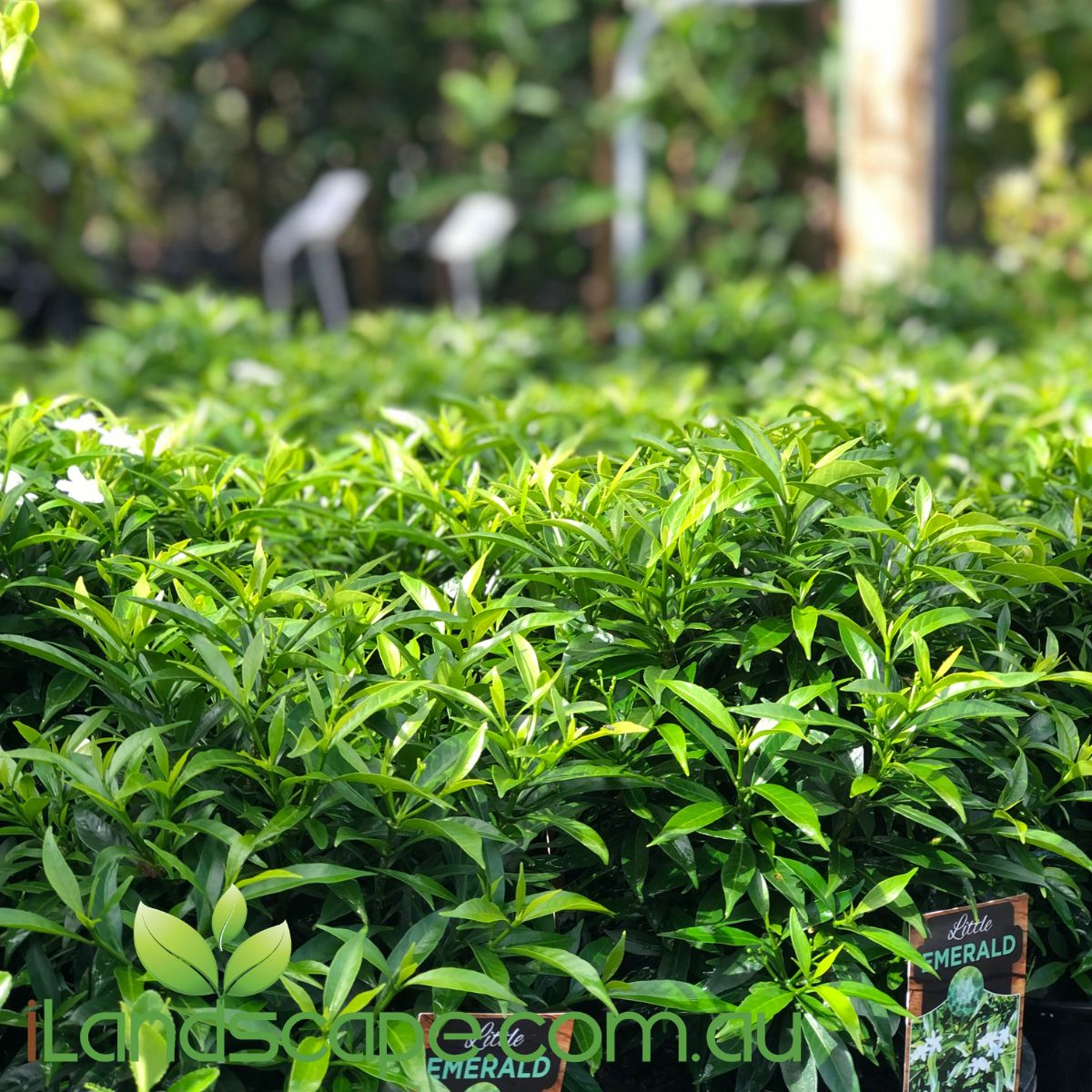 Tabernaemontana Little Emerald is found in China and some of the adjacent countries. This attractive shrub as glossy dark green foliage and faintly sweet scented, white flowers which are produced all year around