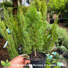 Thuja occidentalis smaragd