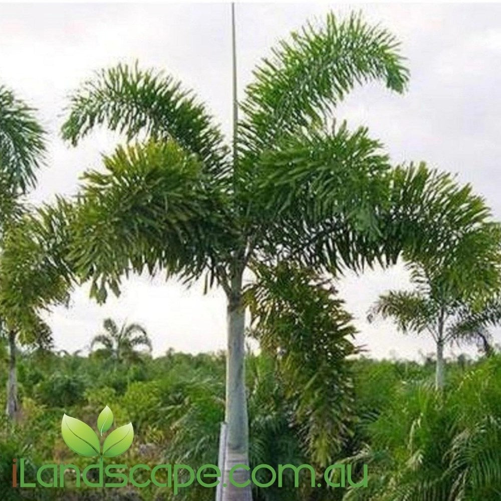 Wodyetia Bifurcata (Foxtail Palm)