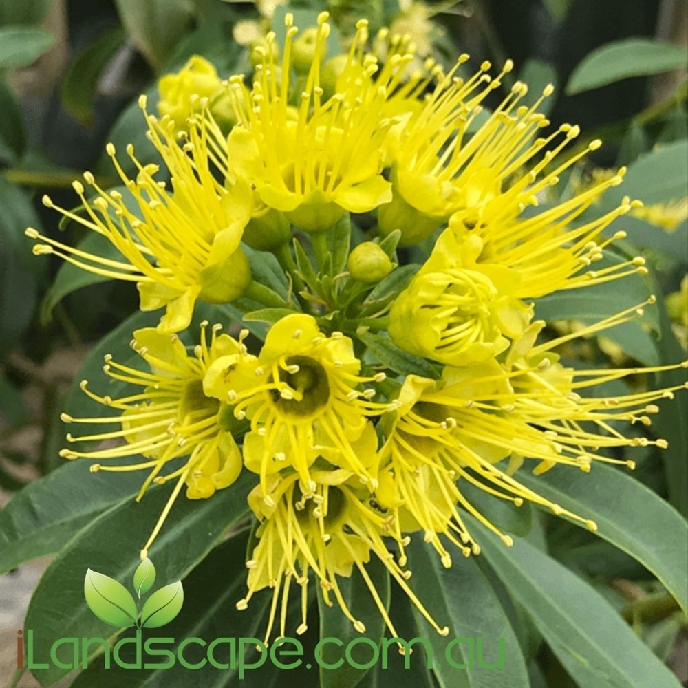 Xanthostemon Chrysanthus - Golden Penda