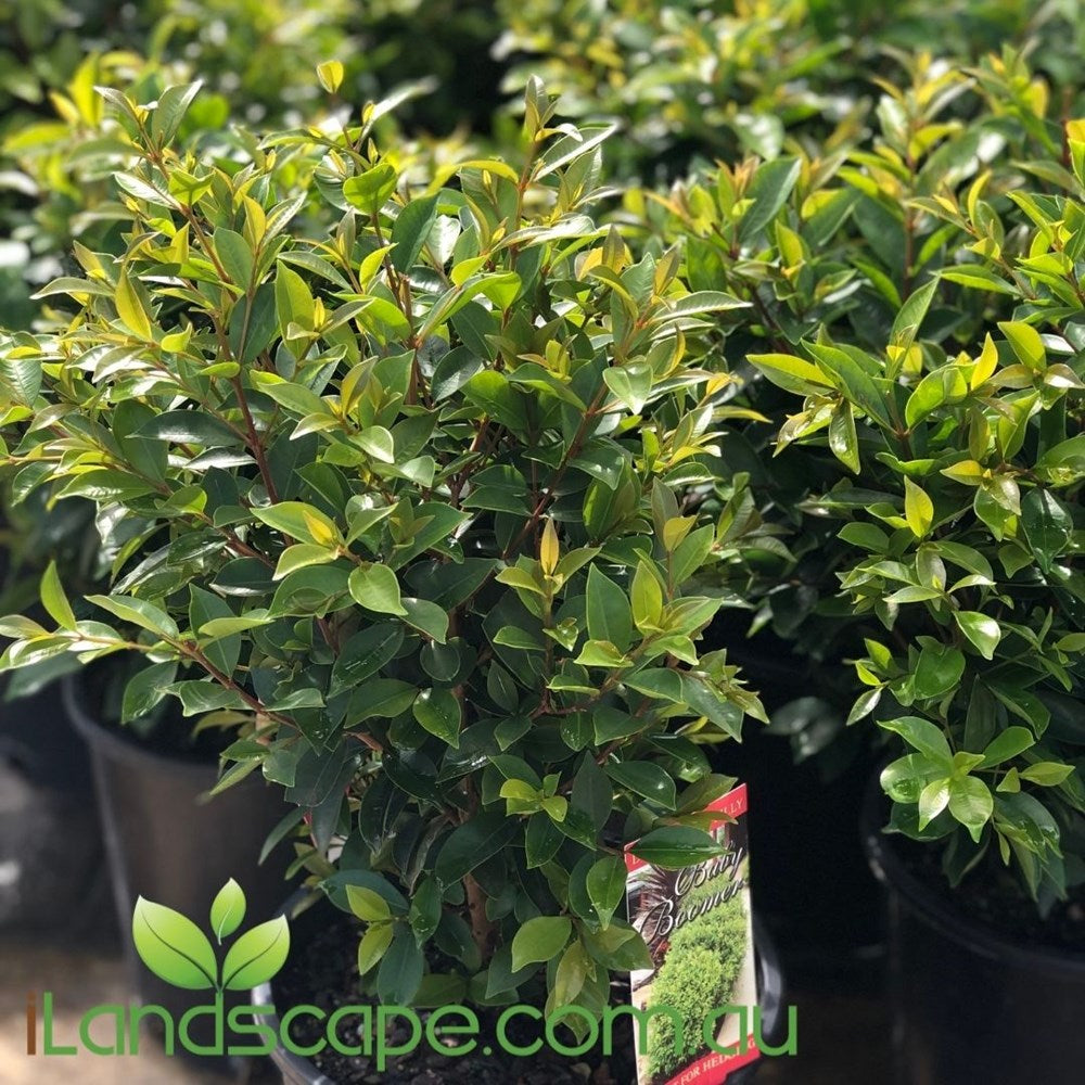 Syzygium Baby Boomer